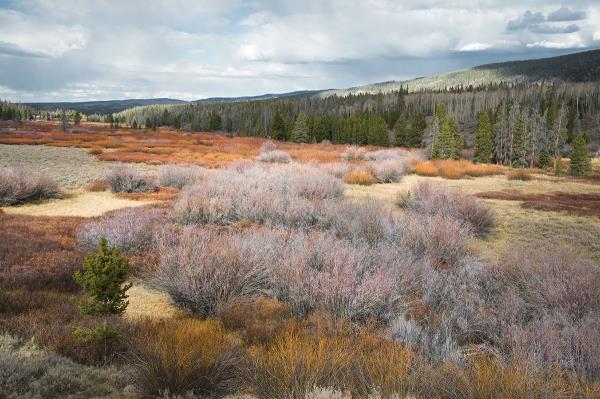 HAYDEN VALLEY FALL